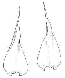 Campyliadelphus polygamus, leaves. Drawn from S.P. Courtney s.n., 20 Dec. 1986, CHR 106653.
 Image: R.C. Wagstaff © Landcare Research 2014 